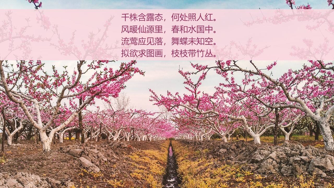 绿城·安吉桃花源桃花节活动策划方案