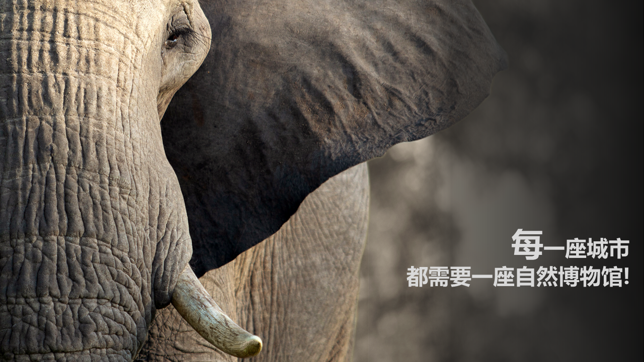 长沙自然博物馆建设规划初案