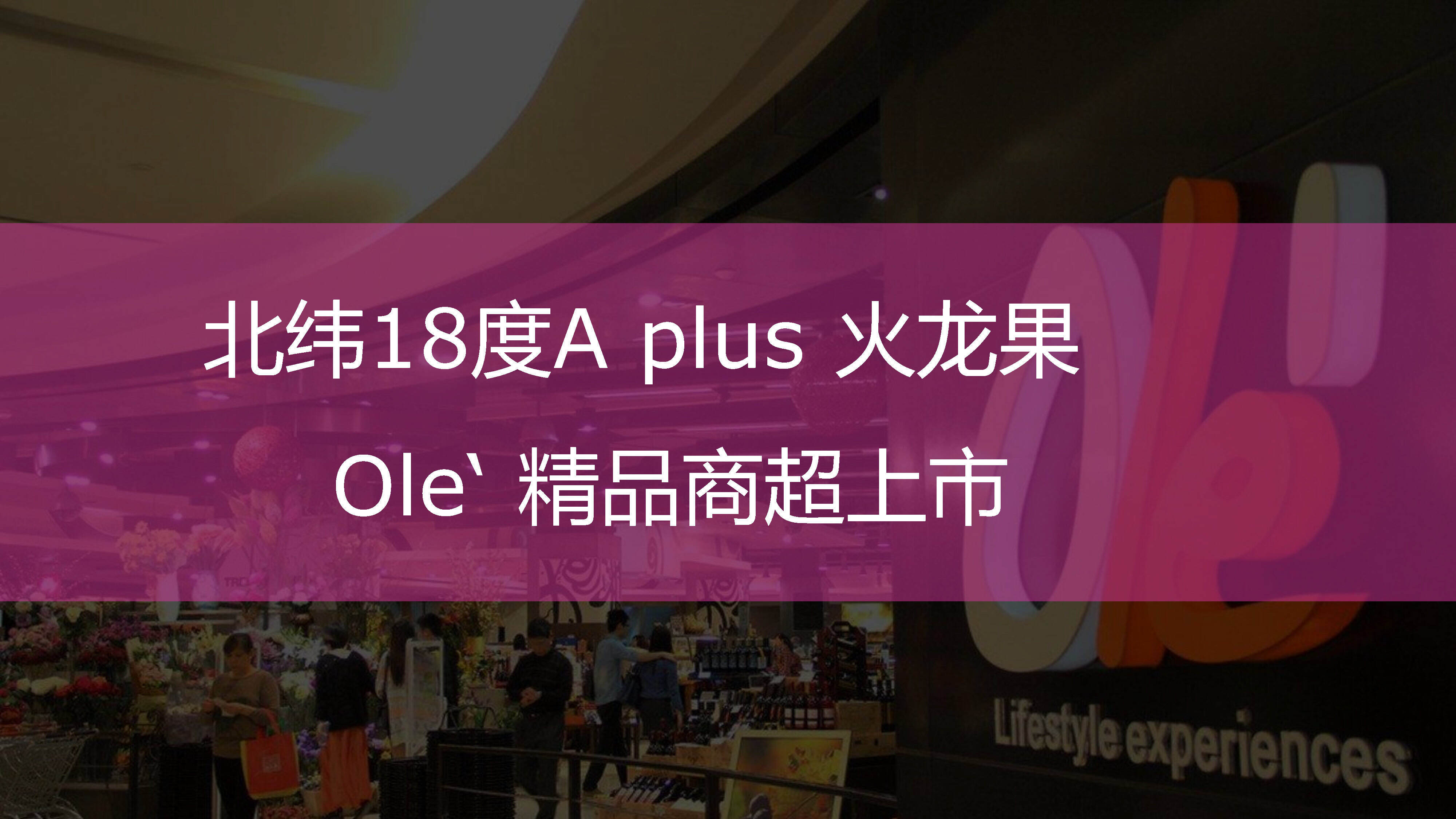 北纬18度A+火龙果上市方案