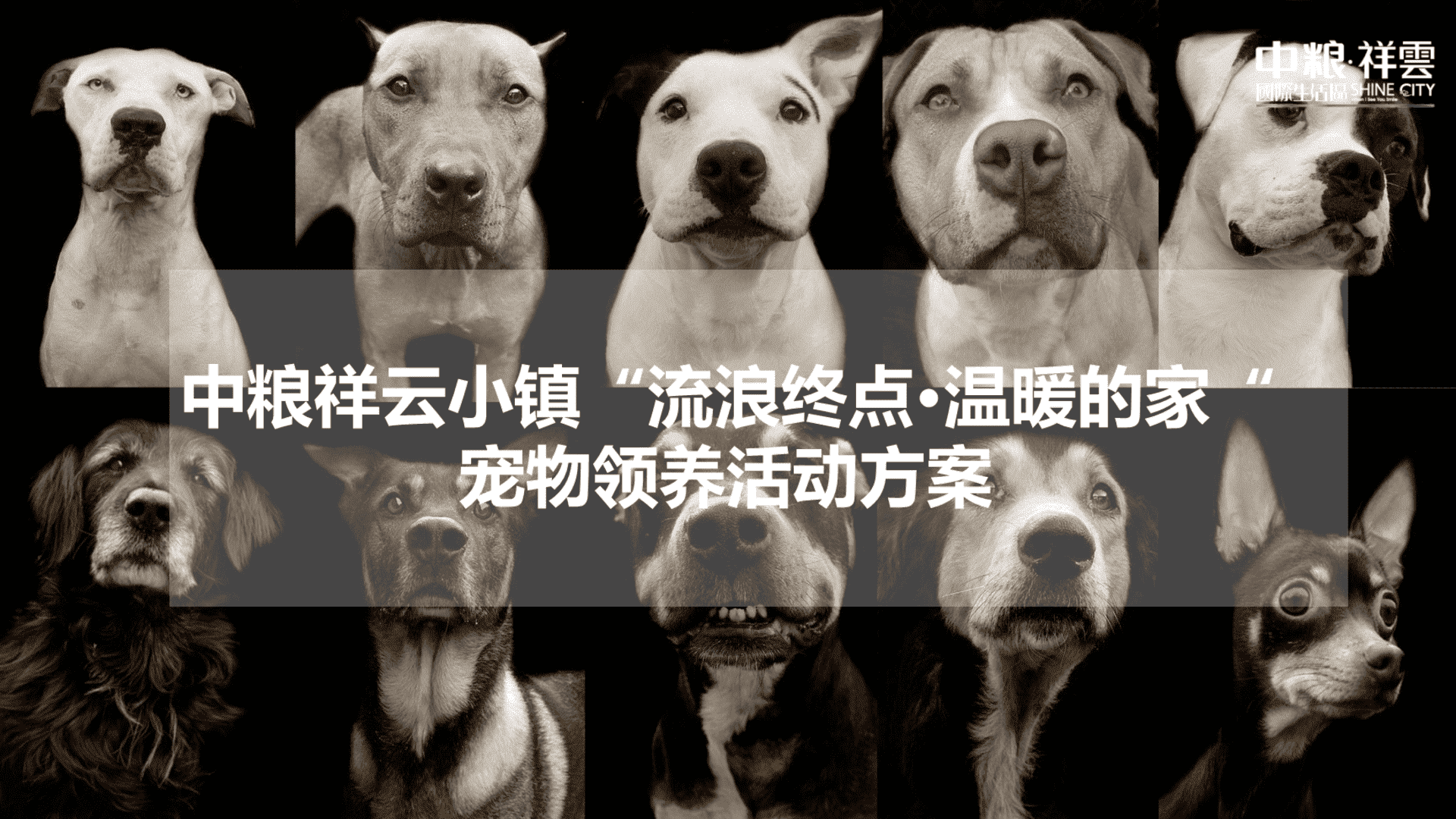 中粮祥云小镇“流浪终点·温暖的家“领养日活动方案