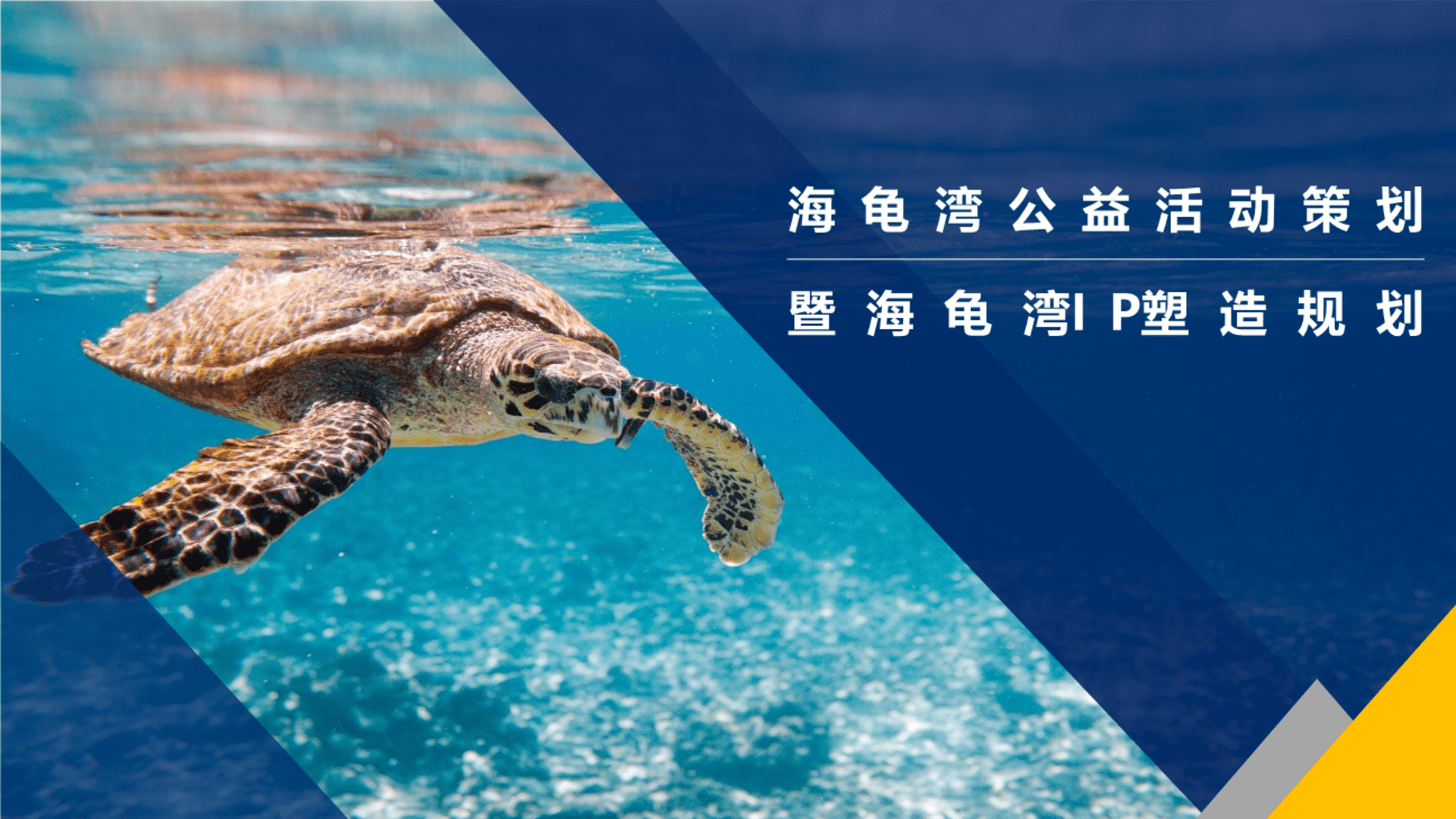 海龟湾公益慈善活动策划暨IP塑造策划案