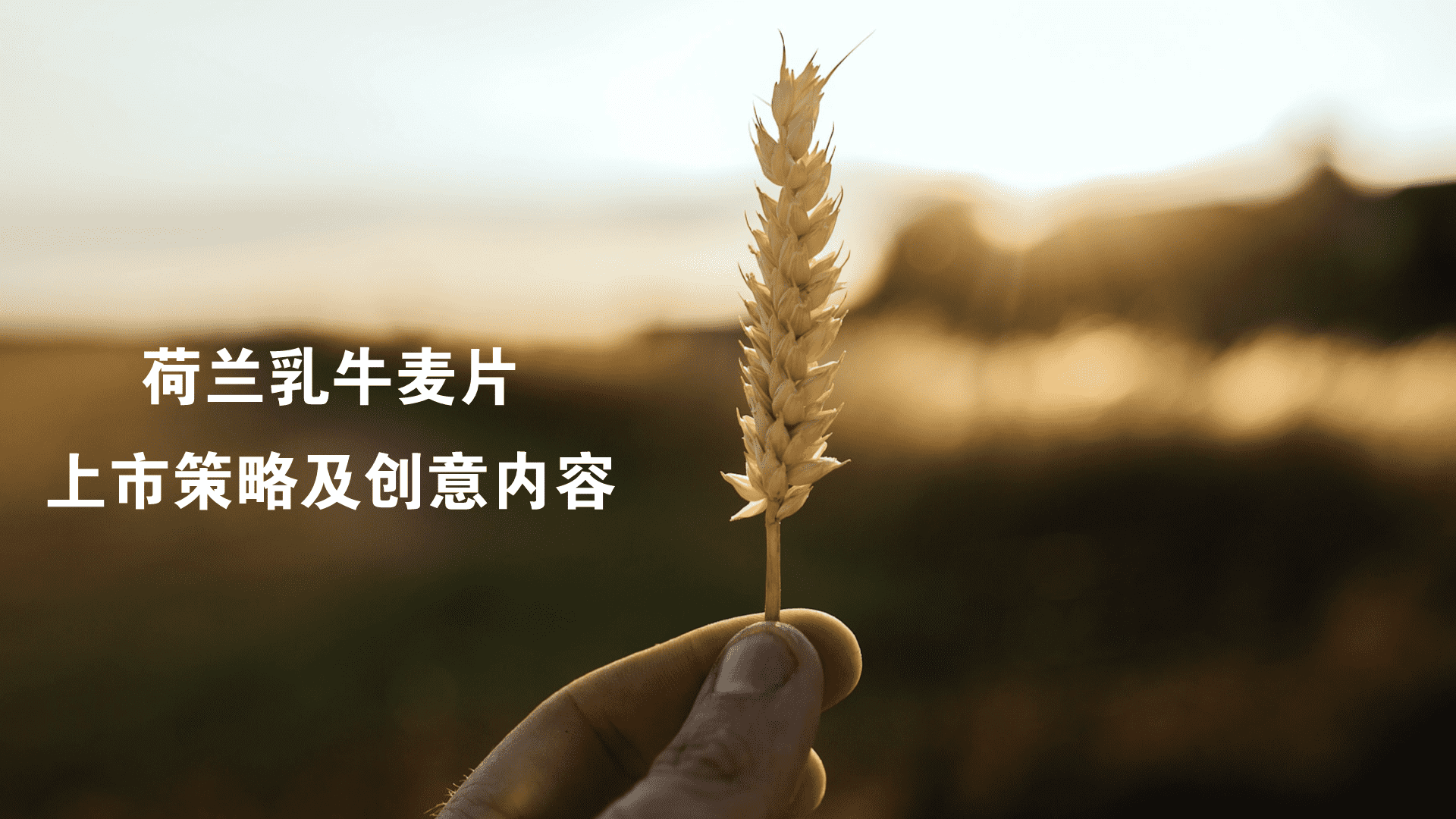 荷兰乳牛麦片终版提案文件