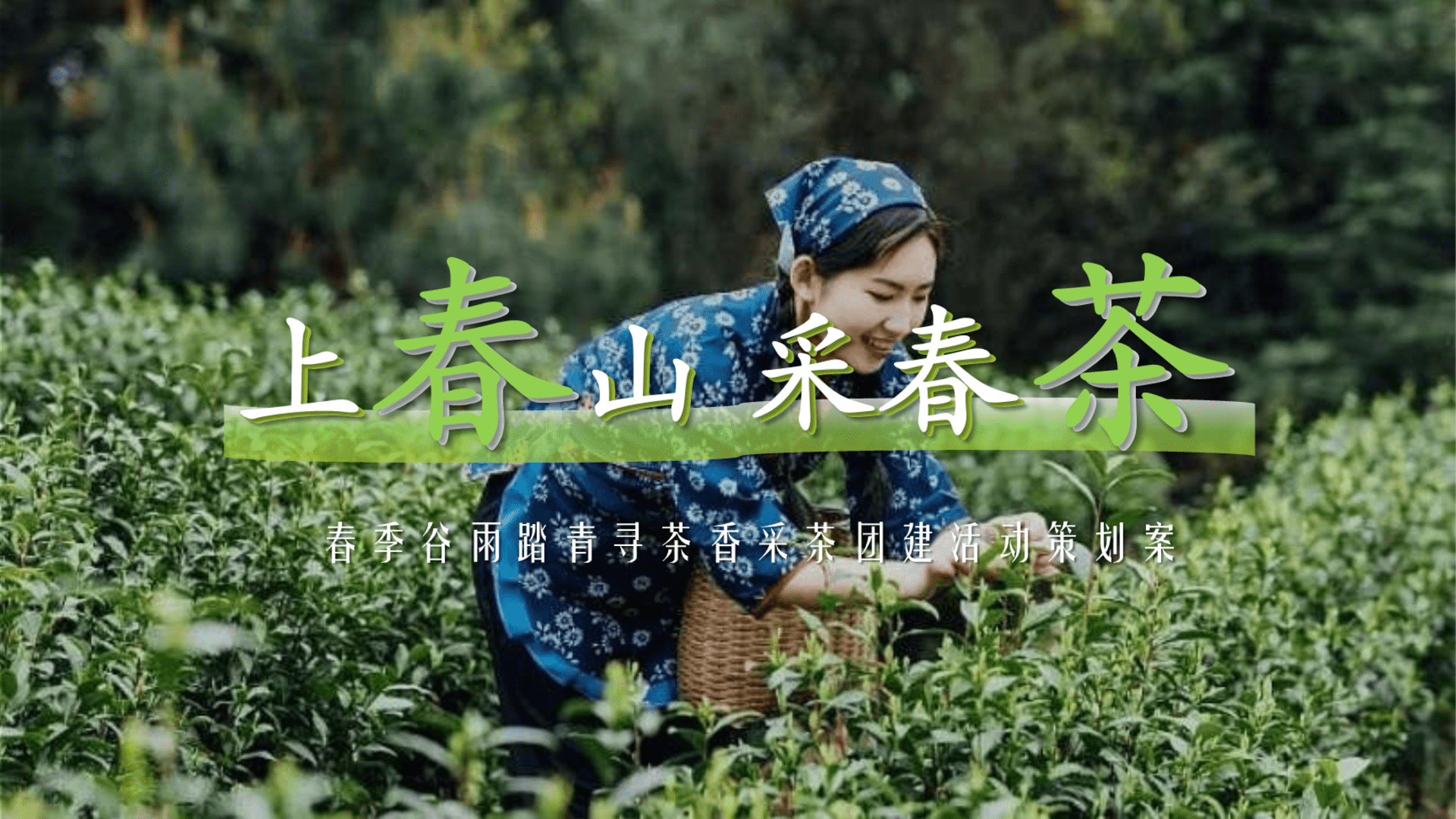 2024春季踏青谷雨寻茶香采茶团建活动策划方案
