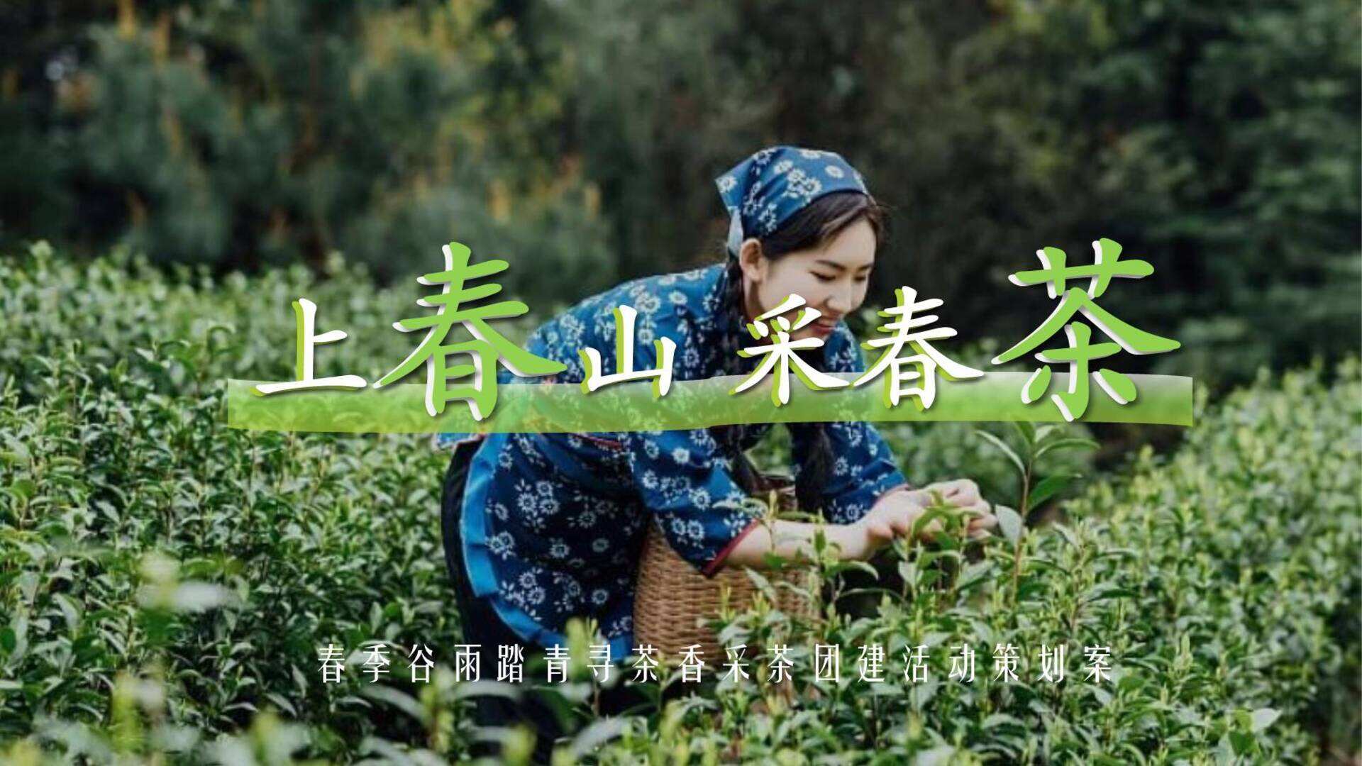 2024公司春季踏青寻茶香采茶团建“上春山 采春茶”活动策划方案